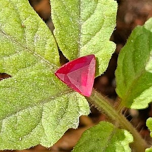 Puede incluir: Una gema facetada, triangular, de color rojo intenso, descansa sobre una hoja verde texturizada. Los ángulos agudos y el color vibrante de la gema contrastan con el fondo suave y orgánico. La imagen resalta la claridad de la gema.