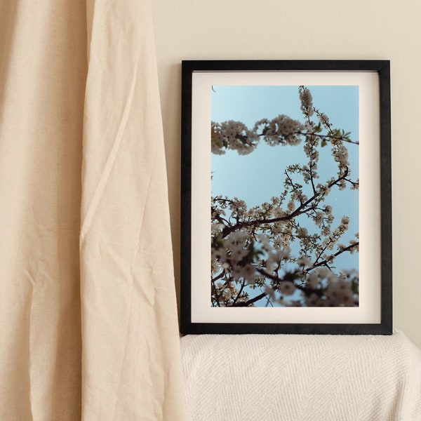 Analog Photography digital Print. White blossom branches