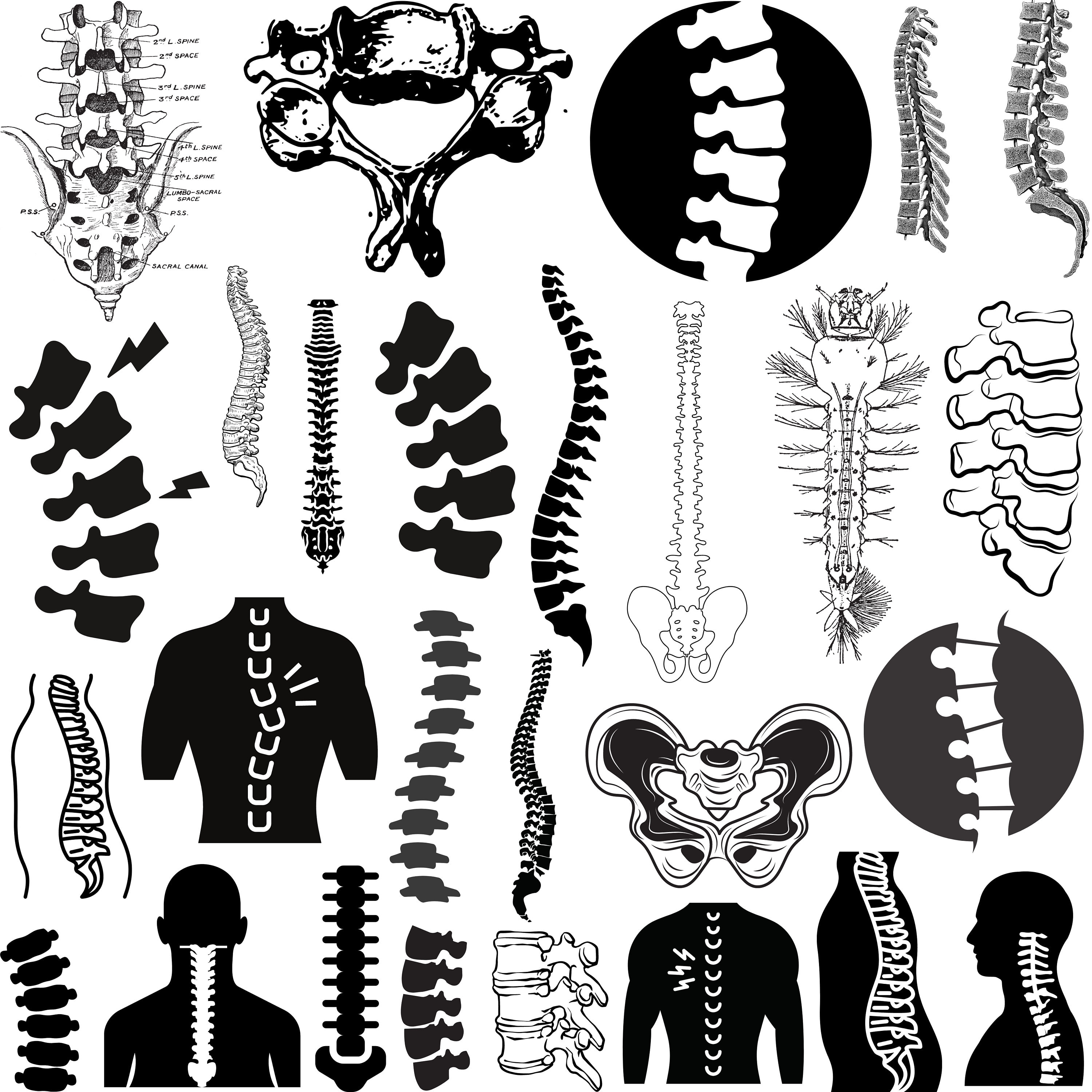 Spine Svg Bundle Anatomy Spine Svg Human Spine Svg Physiotherapy Svg