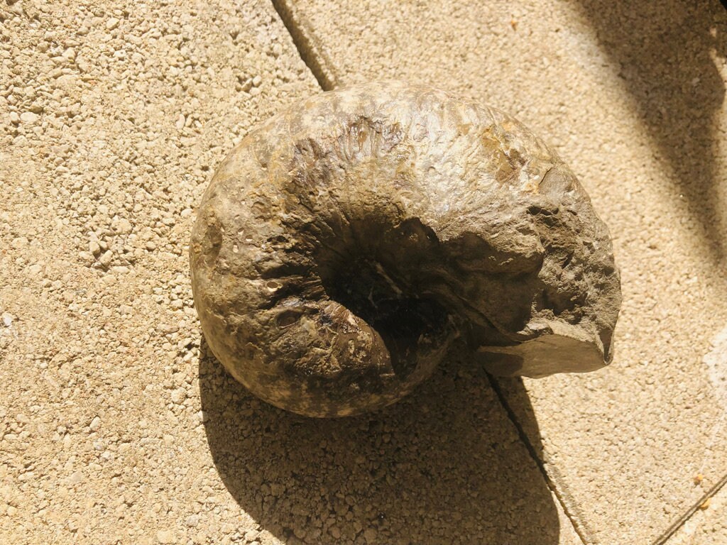 Fossile Ammonite Grande