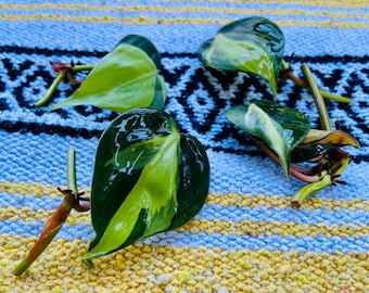 Three Philodendron Brazil Cuttings Bundle (Variegated Cuttings Bundle)