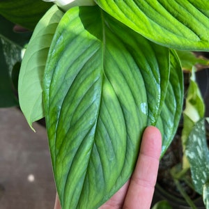 May include: A large, green leaf with prominent veins. The leaf is slightly discolored in a few spots.