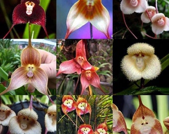 10 Parrot Orchid Flower seeds and 20 Egret orchid flower seed Plus Free Gift Nice home plant Decor Fast shipping Order now limited supply 10 Parrot Orchid Flower seeds and 20 Egret orchid flower seed Plus Free Gift Nice home plant Decor Fast shipping Order now limited supply