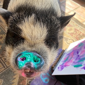 Könnte beinhalten: Nahaufnahme eines Schweins mit schwarz-weißem Fell, einer türkis gefärbten Schnauze und rosa Akzenten. Das Schwein blickt direkt in die Kamera. Ein Blatt Papier mit bunten Farbstrichen ist sichtbar.