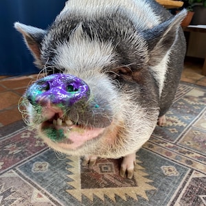 May include: A pot-bellied pig with black and white coarse hair, featuring a snout and mouth area covered in vibrant purple and green paint. The pig has visible small teeth, pointed ears, and a sturdy build, standing in a forward-facing position.
