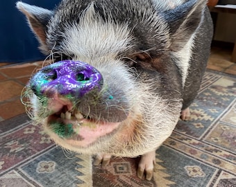 May include: A pot-bellied pig with black and white coarse hair, featuring a snout and mouth area covered in vibrant purple and green paint. The pig has visible small teeth, pointed ears, and a sturdy build, standing in a forward-facing position.