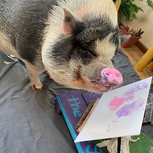 Peinture d&#39;un cochon - violet/vert
