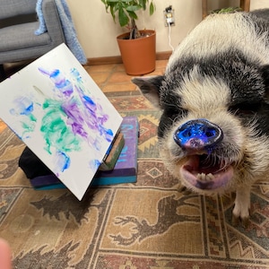 May include: A black and white pig with a blue painted nose looks at a white canvas with green, blue, and purple paint splatters on it.