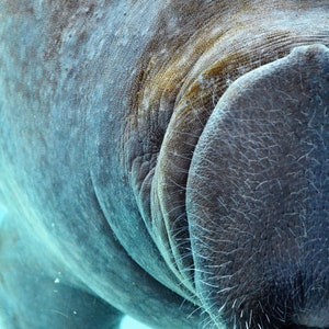 Kiss of the Manatee-Original Photography-Wall Art-Instant Digital Download