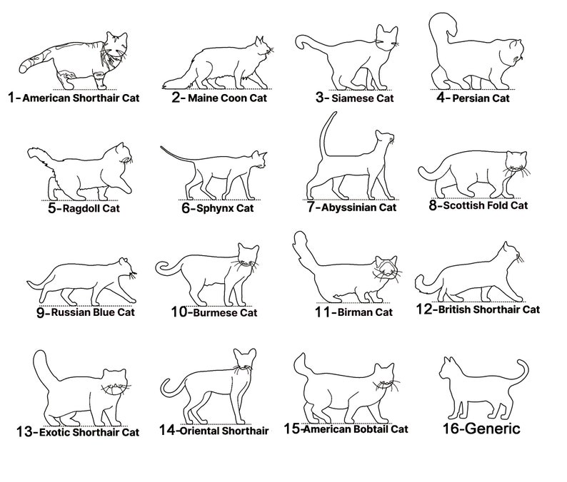 May include: Line drawings of 16 different cat breeds, including the American Shorthair, Maine Coon, Siamese, Persian, Ragdoll, Sphynx, Abyssinian, Scottish Fold, Russian Blue, Burmese, Birman, British Shorthair, Exotic Shorthair, Oriental Shorthair, American Bobtail, and Generic.