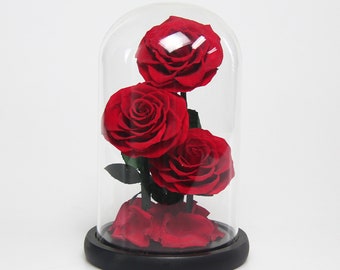 Three Preserved Real Roses in a Glass Dome | Mother's Day | Birthday Gift | Gifts for Her/Wife/Mom | Home and Corporate Décor