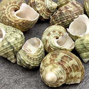 May include: A collection of sea shells with a spiral design. The shells have a mix of green, brown, and cream colors. The shells are arranged on a dark gray surface.