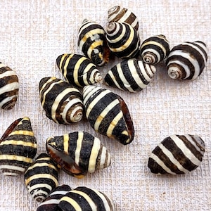 May include: A collection of small, striped seashells. The shells have a spiral shape with alternating black and white bands. The shells are scattered on a textured, off-white surface, creating a natural, organic aesthetic.
