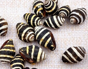 Bee Hive Bumble Bee Seashells Black White Yellow Engina Mendicaria (20 shells approx. 0.25+ inches) Bumble Bee shells for crafts & jewelry!