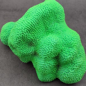Bright Green FAUX Brain Coral Lobophyllia Hemprichii (1 FAKE Coral approx. 8Tx5Dx5W inches) Perfect Coral elements to add to any collection!