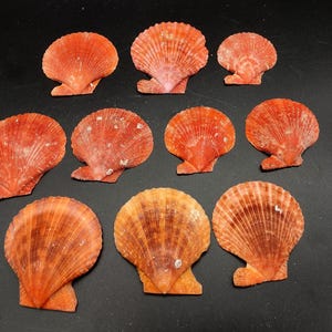 May include: Ten orange and brown scallop shells of varying sizes. The shells are arranged in a semi-circle on a black background.