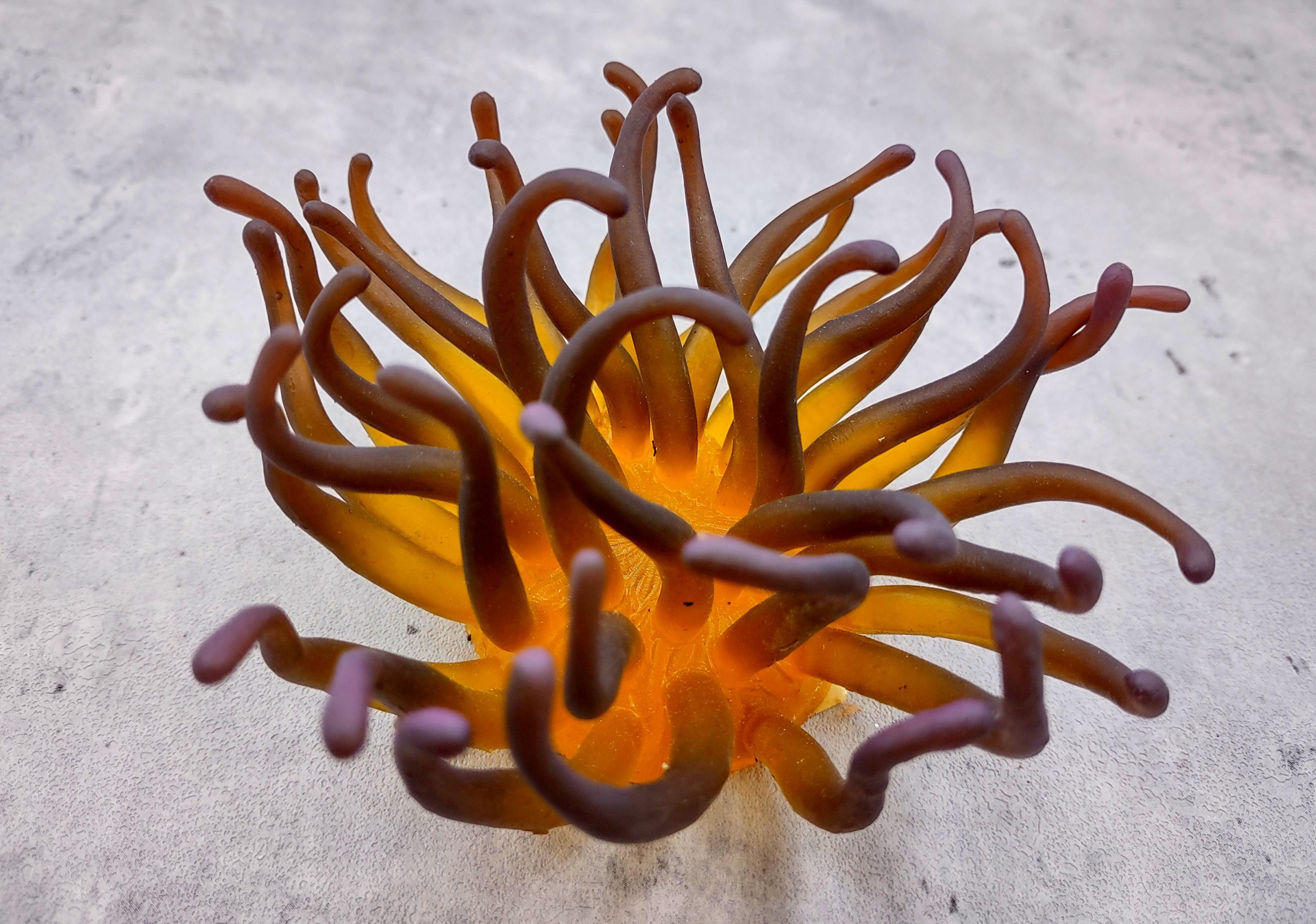 Yellow FAUX Anemone Condylactis Gigantea (1 FAKE Anemone Approx