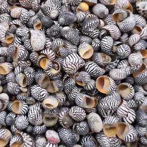 May include: A large collection of small, spiraled seashells featuring a distinct black and white net-like pattern. Each shell has a smooth, rounded shape with a visible tan or light brown interior opening, creating a dense, textured surface.