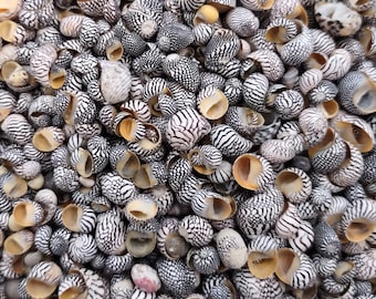 Zebra Nerite Seashells Black White Stripes (approx. half cup +/-850 shells 0.25+ inches) Striped Vitta Zebra Nerite shells for jewelry & art