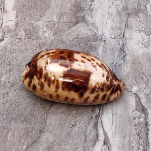 Tortoise Cowrie Seashell Cypraea Testudinaria (1 shell approx. 4+ inches) Beautiful shell for any coastal crafting!