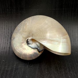 Pearlized Nautilus Seashell Polished Nautilus Pompilius (1 shell approx. 4+ inches) Distinct shell for coastal crafting decor & collections!