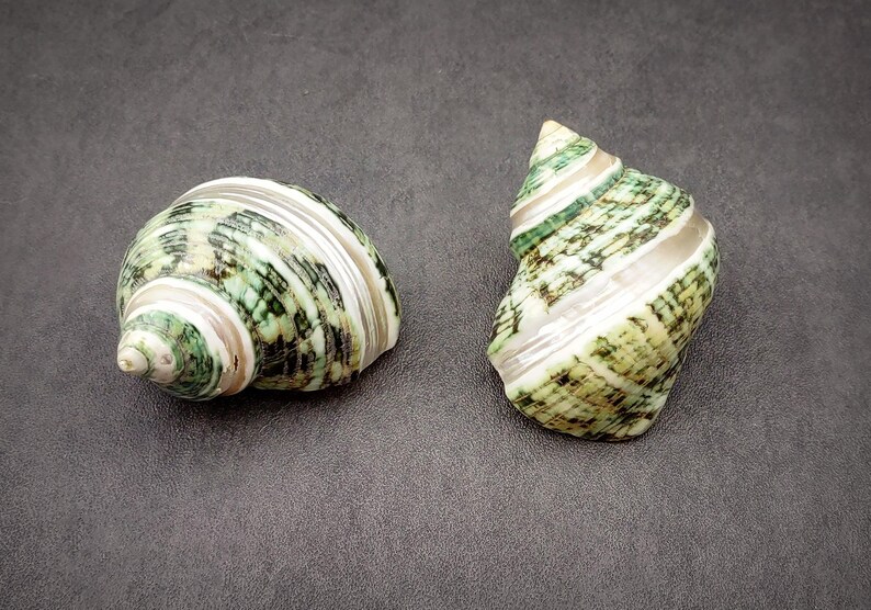 Striped Silver Shell Green Silver Mouth Turbo Seashells With Pearlized Stripe Turbo ...