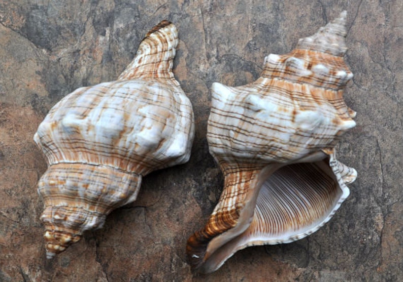 Striped Fox Shell (6-7 inches) - Fasciolaria Trapezium. Two earthly toned spiral shells, one showing the opening side and one laying to show the outside of the shell and more of the coloring and pattern. Copyright 2022 SeaShellSupply.com.