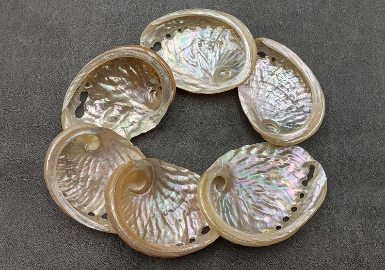 Pearled Oval Abalone - Haliotis Ovina - (3 shells 2.25-3.25 inch). Three white shiny shells with open holes along one edge. Copyright 2022 SeaShellSupply.com.