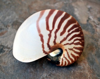 Natural Nautilus Seashell - Nautilus Pompilius - (1 shell approx. 4-5 inches)