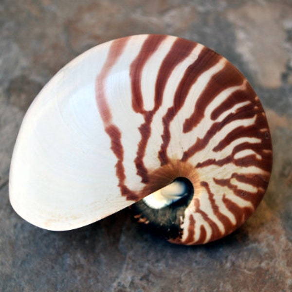 Natural Nautilus Seashell - Nautilus Pompilius - (1 shell approx. 4-5 inches)