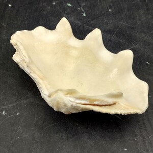 Ruffle Clam Seashell Half Tridacna Squamosa (1 shell approx. 4+ inches) Thick Ruffle Clam Half Shell for beach home decor & display!
