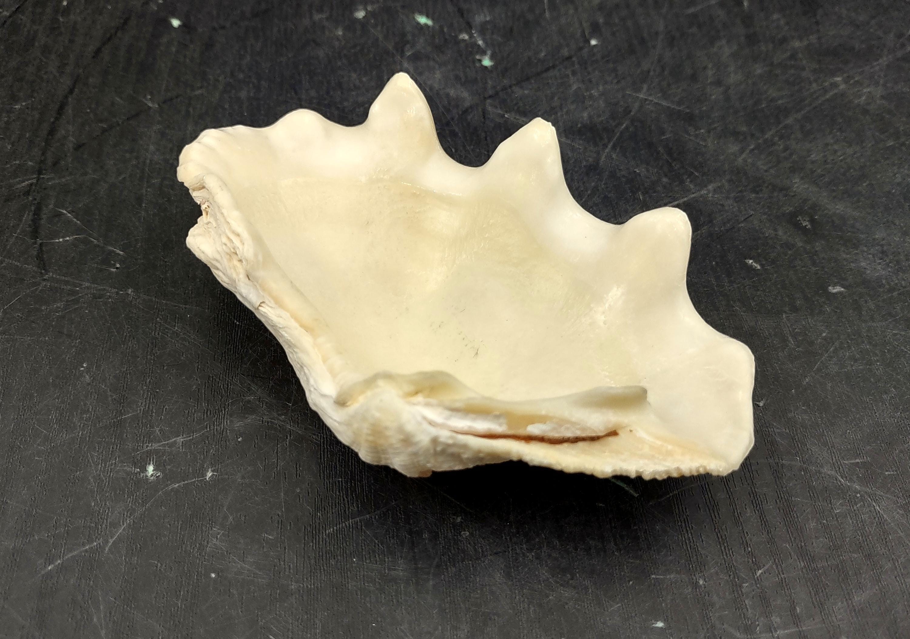Ruffle Clam Seashell Half Tridacna Squamosa (1 Shell Approx. 4+ Inches ...