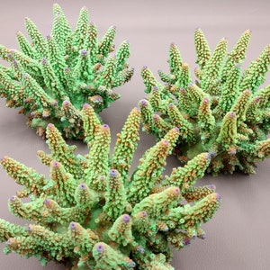 Lavender/Green FAUX Finger Staghorn Coral - Acropora Humilis - (1 FAUX Coral approx. 6x5x5 inches). Green dotted branched coral with a strong round base.Copyright 2024 SeaShellSupply.com.