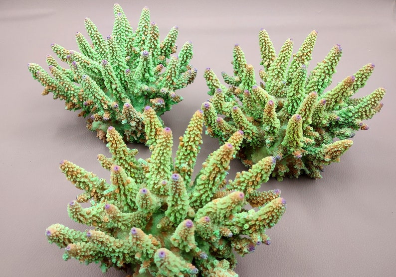 Lavender/Green FAUX Finger Staghorn Coral - Acropora Humilis - (1 FAUX Coral approx. 6x5x5 inches). Green dotted branched coral with a strong round base.Copyright 2024 SeaShellSupply.com.