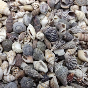 Extra Tiny Seashell Assorted Ocean Mix (approx. 1 cup of shells 0.25+ inches) Extra Small Shell Assortment for ocean crafts arts & jewelry!