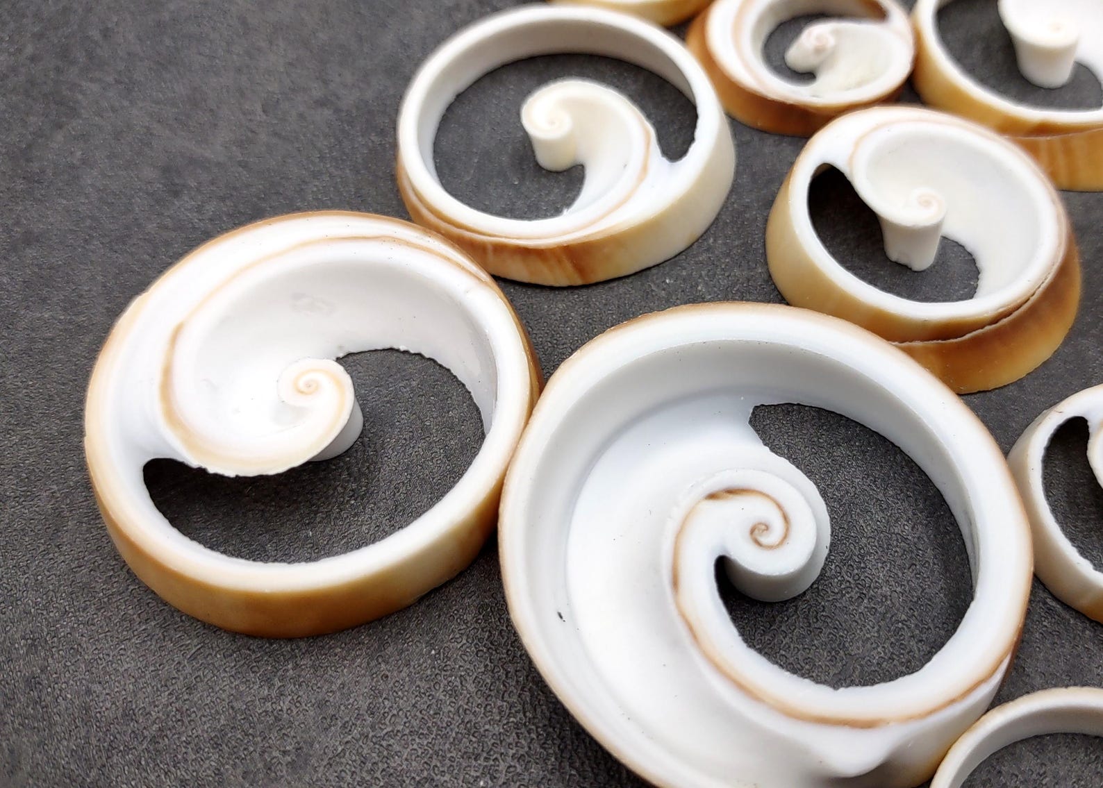 Ring Cut Tibia Conch Seashells White Brown Sliced Tibia Curta (10 ...