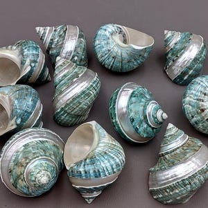 Polished Jade Turbo Shell w/Pearlized Stripe (3-3.5 inches) - Turbo Burgessi. jade spiral shells laying out for one to show the gold and green design white the other shows the opening. Copyright 2022 SeaShellSupply.com.
