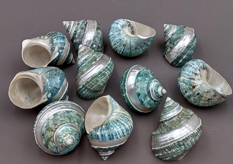 Polished Jade Turbo Shell w/Pearlized Stripe (3-3.5 inches) - Turbo Burgessi. jade spiral shells laying out for one to show the gold and green design white the other shows the opening. Copyright 2022 SeaShellSupply.com.