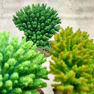 Green FAUX Table Coral - Acropora Hyacinthus - (1 FAUX Coral approx. 5Wx6Dx4T inches). Green thick fluffed coral set on rock. Copyright 2024 SeaShellSupply.co
