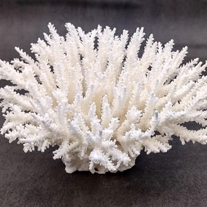 White Table Coral Large Cluster Acropora Latistella (1 coral approx. 7-8+ inches) White Table Coral for coastal display decor & weddings!