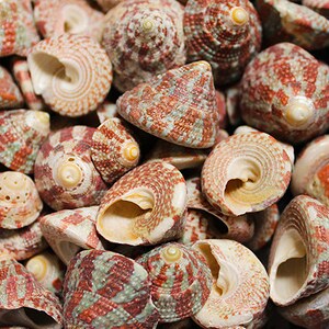 Christmas Tree Top Shells - Trochus Radiatus - (10 shells approx. .5-1 inches)