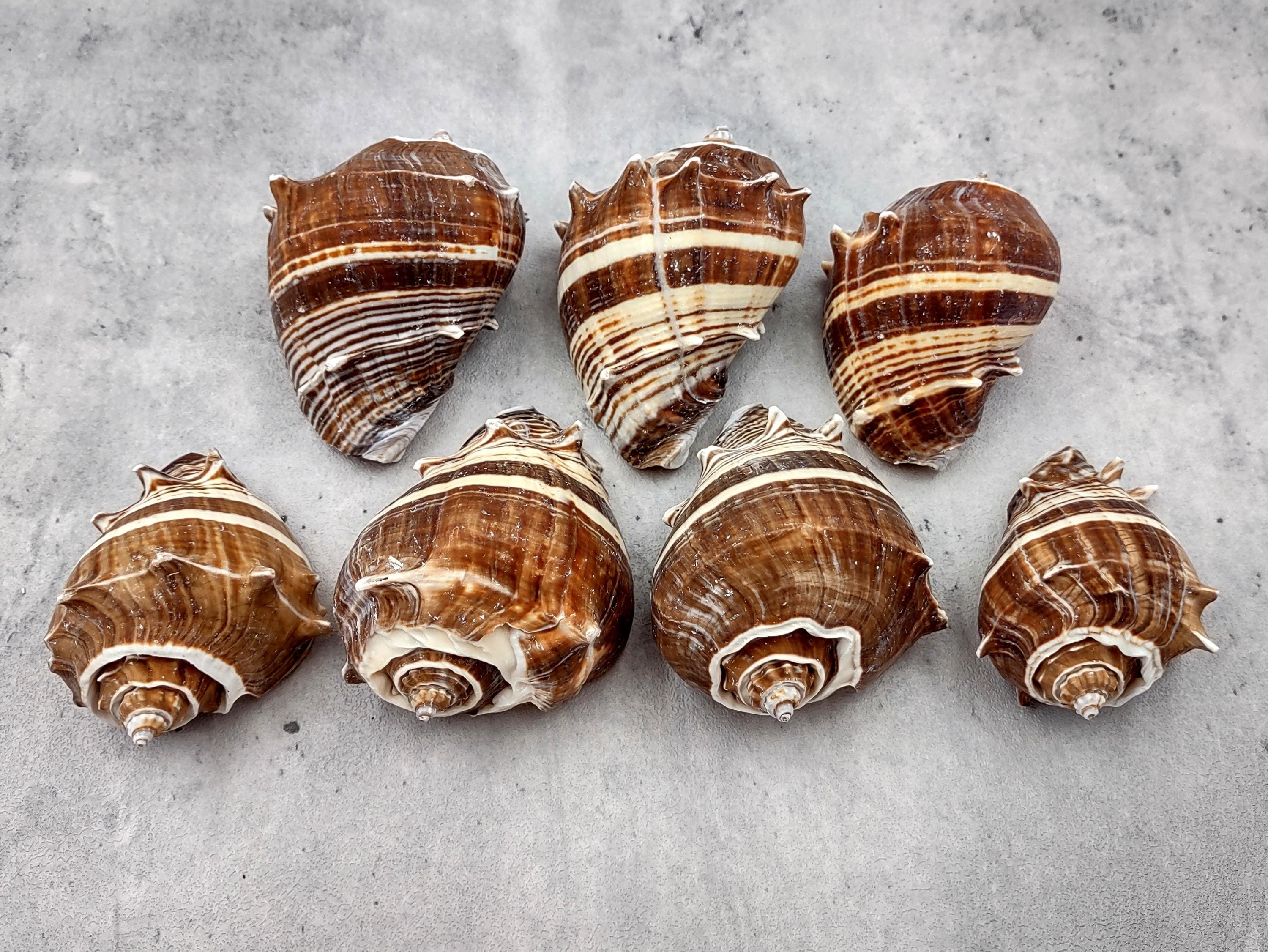 King Crown Conch Seashells Brown Striped Melongena Corona (2 Shells ...