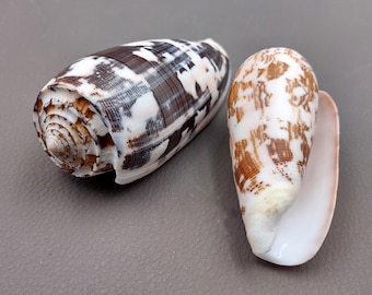 Striated Cone Seashells Conus Striatus (2 shells 3+ inches) Great for ocean life displays art projects crafts & collecting!
