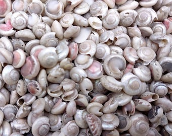 May include: A large collection of small, spiraled sea shells in shades of off-white, cream, and pale pink. Each shell features a smooth, rounded surface with a distinct coiled center, creating a dense, textured pattern of natural marine elements.