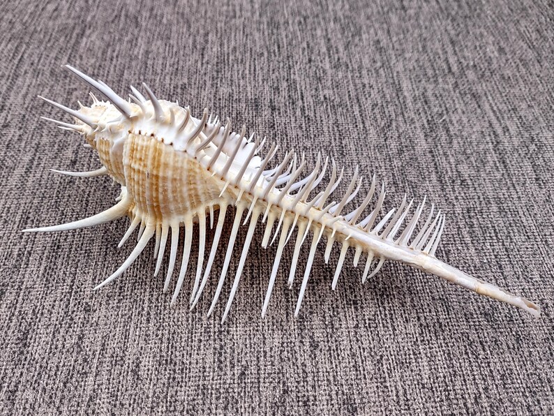 Deadly Comb Shell Murex Comb Seashell Murex Pecten (1 Shell Approx. 6+ Inches) Special ...