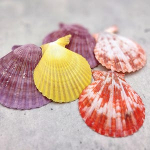 Scallop Seashell Halves Red Yellow Purple Pecten Nobilis (5 shell halves approx. 2.25+ inches) Scallop shell assorted color mix for crafts!