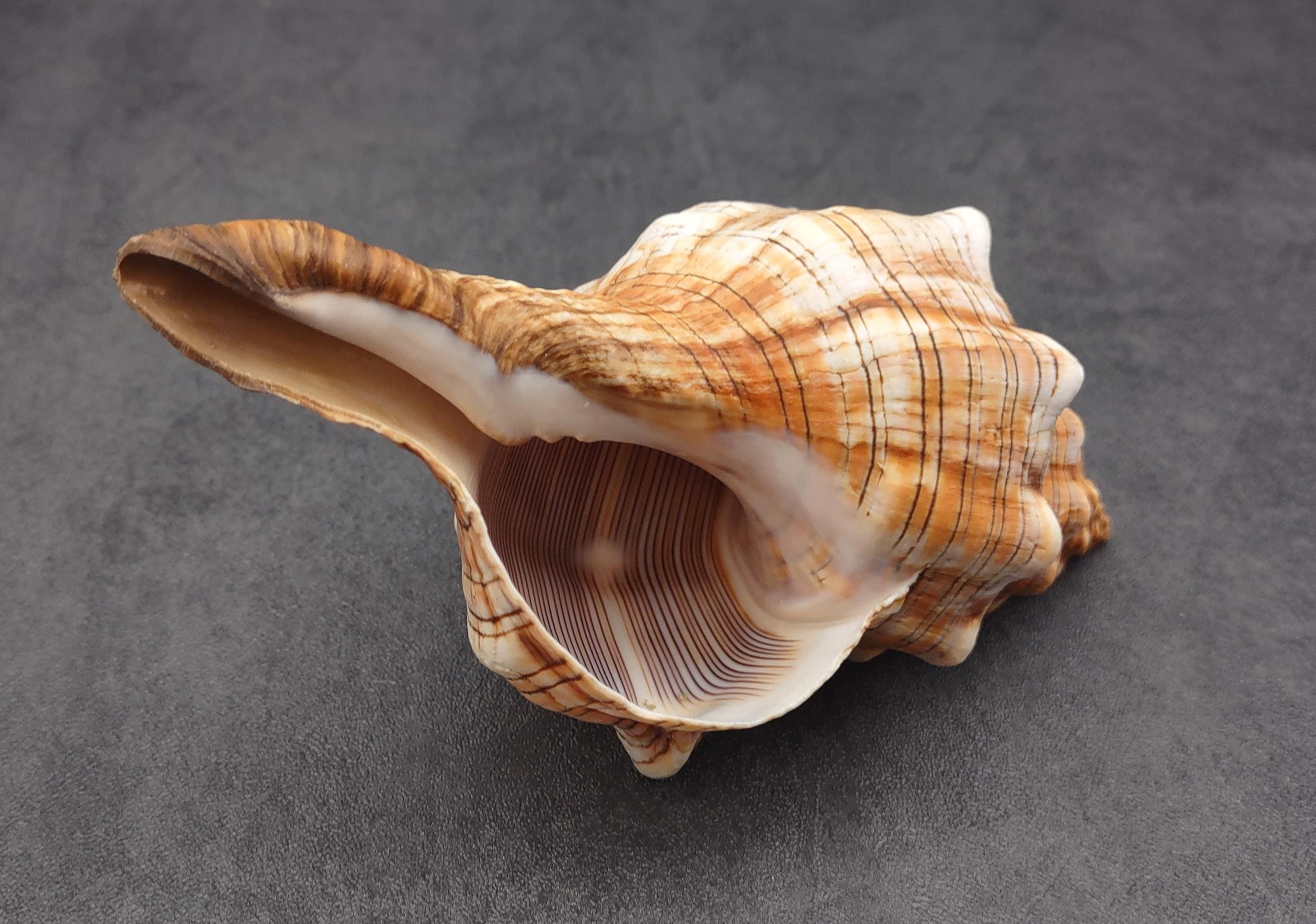 Large Fox Seashell Fasciolaria Trapezium (1 Shell Approx. 5+