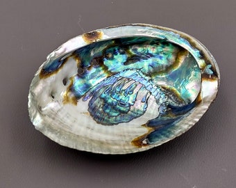 Green Abalone Sea Shell Natural Haliotis Fulgens (1 shell approx. 5+ inches) Great for beach decor art projects crafts & collecting!