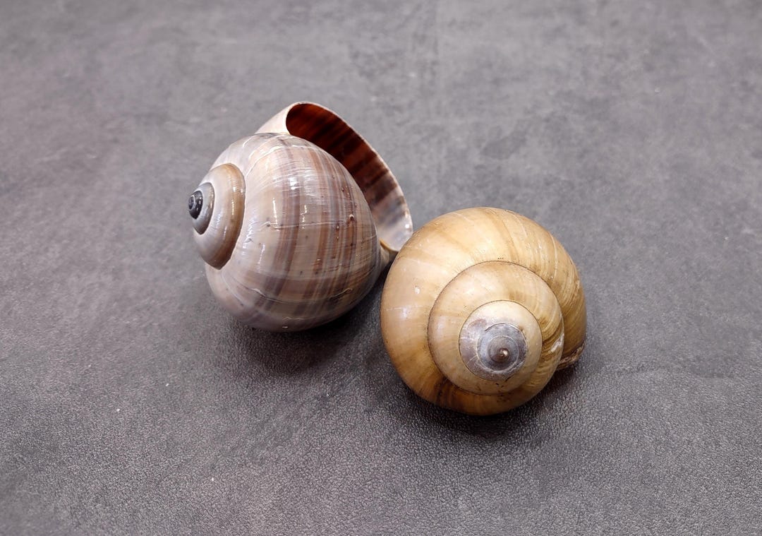 Apple Snail Shells Brown Grey Pomacea Canaliculata (2 Shells Approx. 2 ...