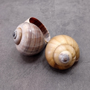 Apple Snail Shells Brown Grey Pomacea Canaliculata (2 shells approx. 2+ inches) Large Colorful Apple Snail Shells for display & crafts!